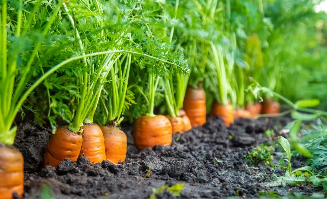 carrot planting schedule