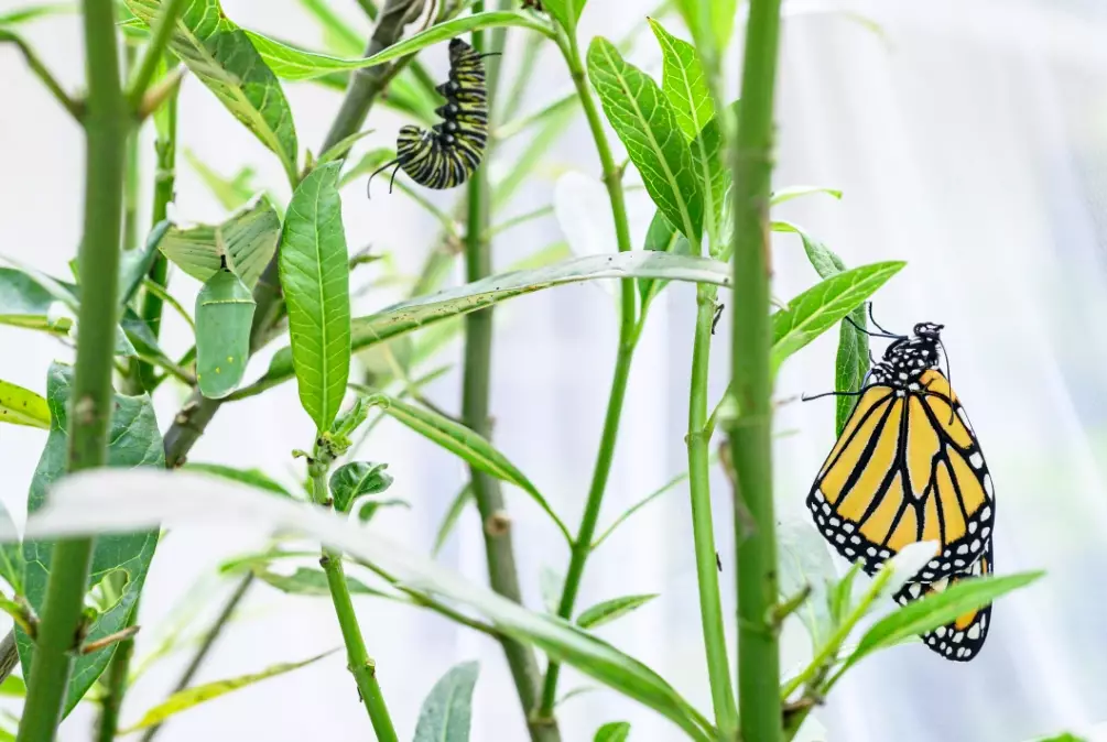 monarch caterpillar care