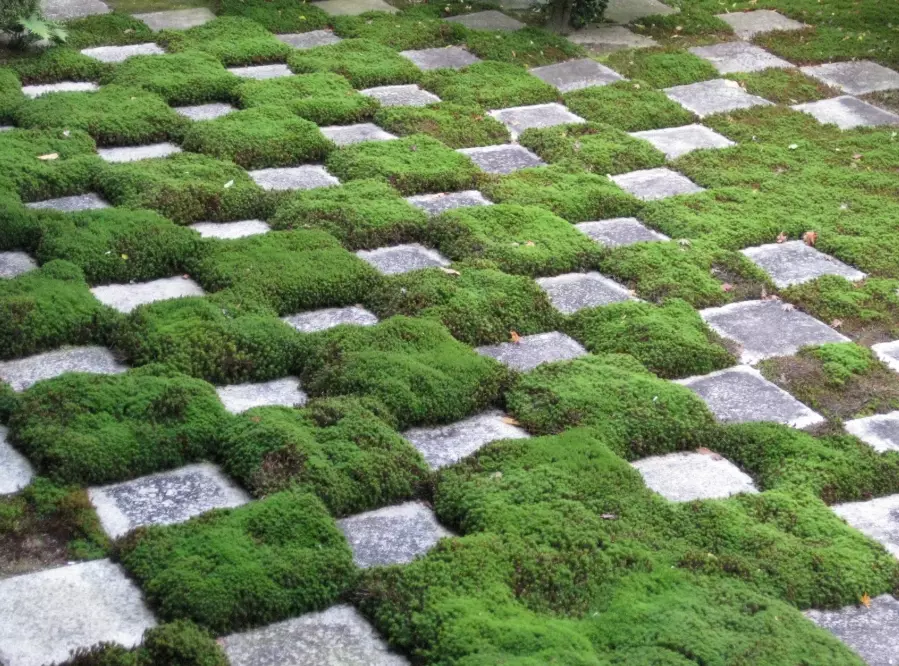 how to grow moss