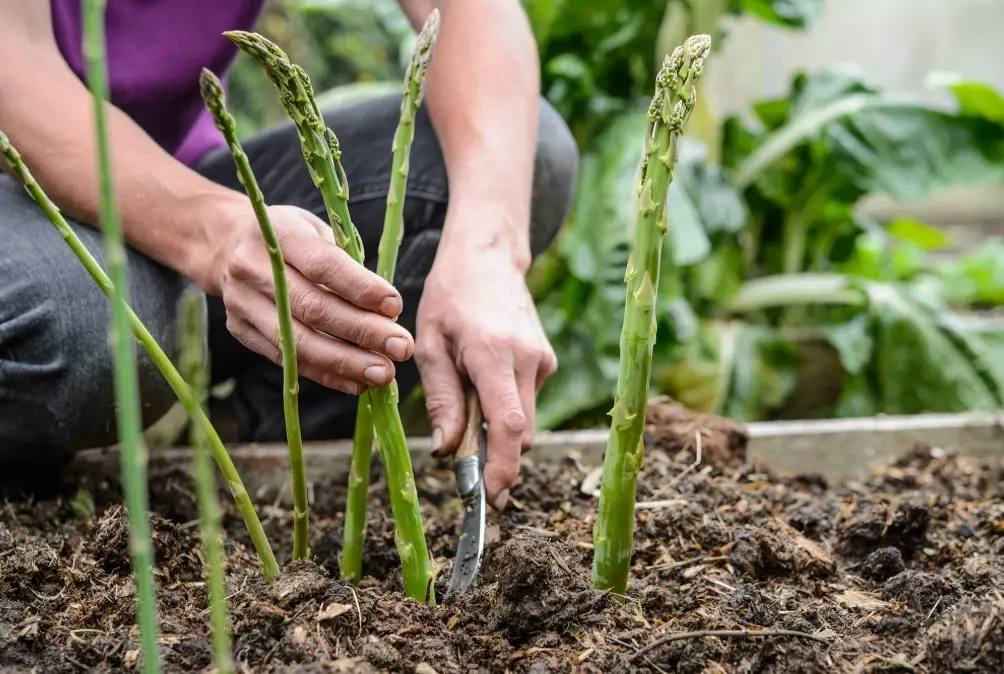 asparagus cultivation asparagus cultivation