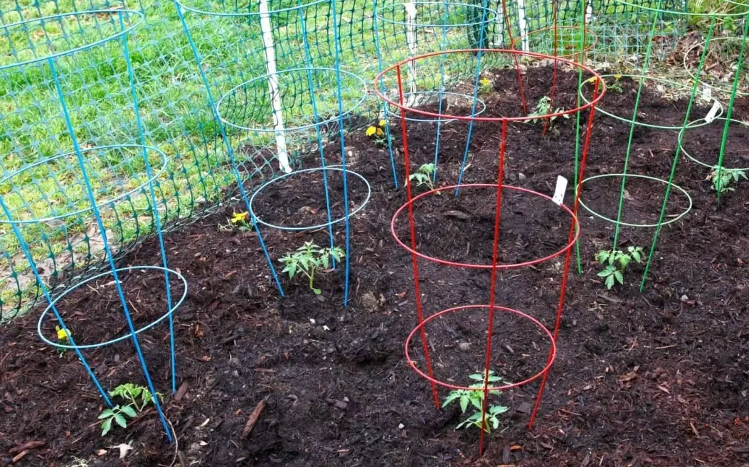 tomato plant support
