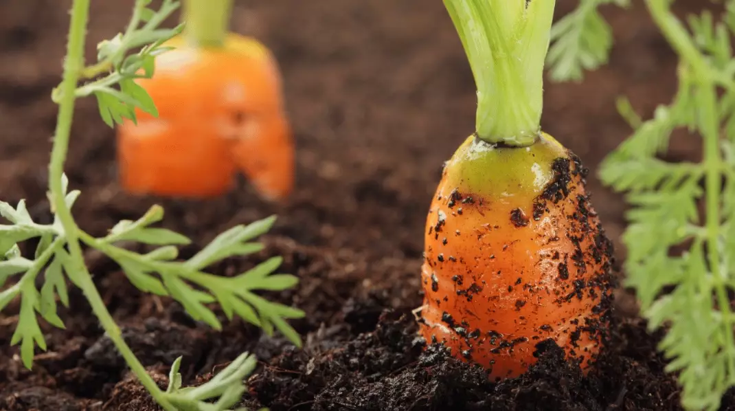 best time to plant carrots