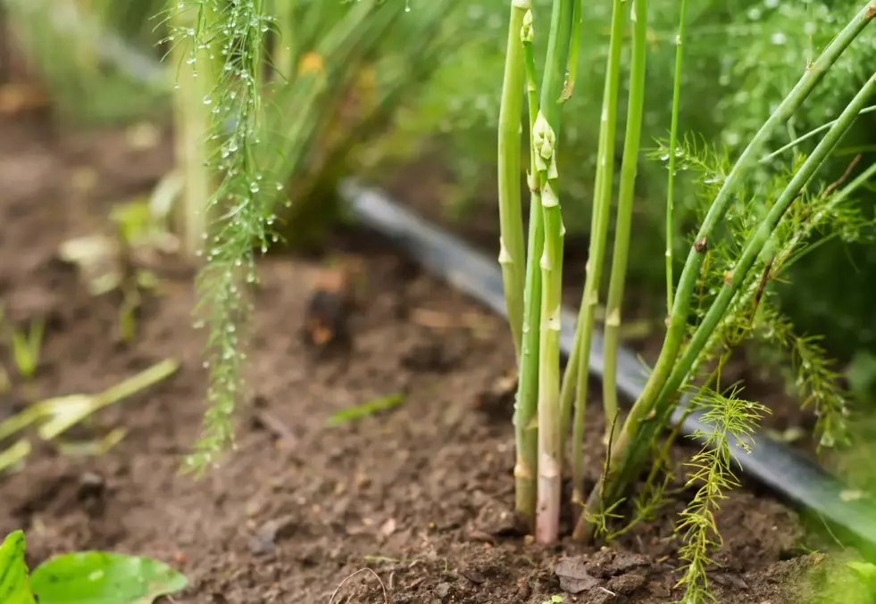 growing asparagus growing asparagus