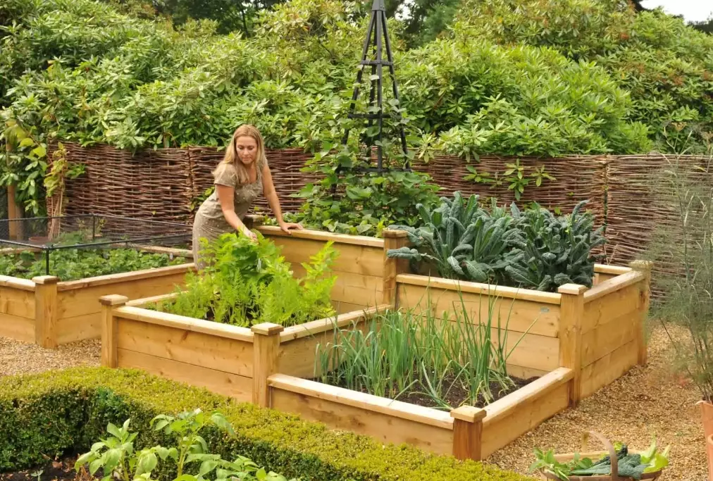 raised veg beds