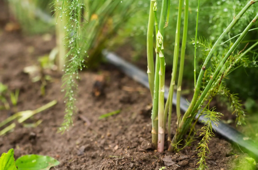 planting asparagus crowns