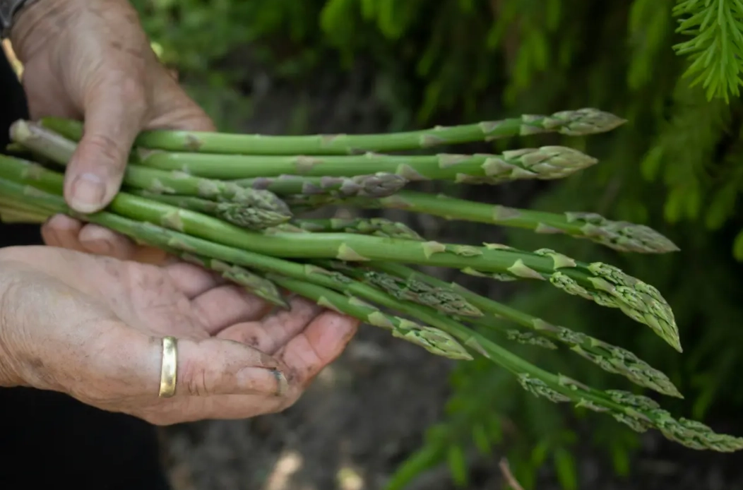 planting asparagus crowns