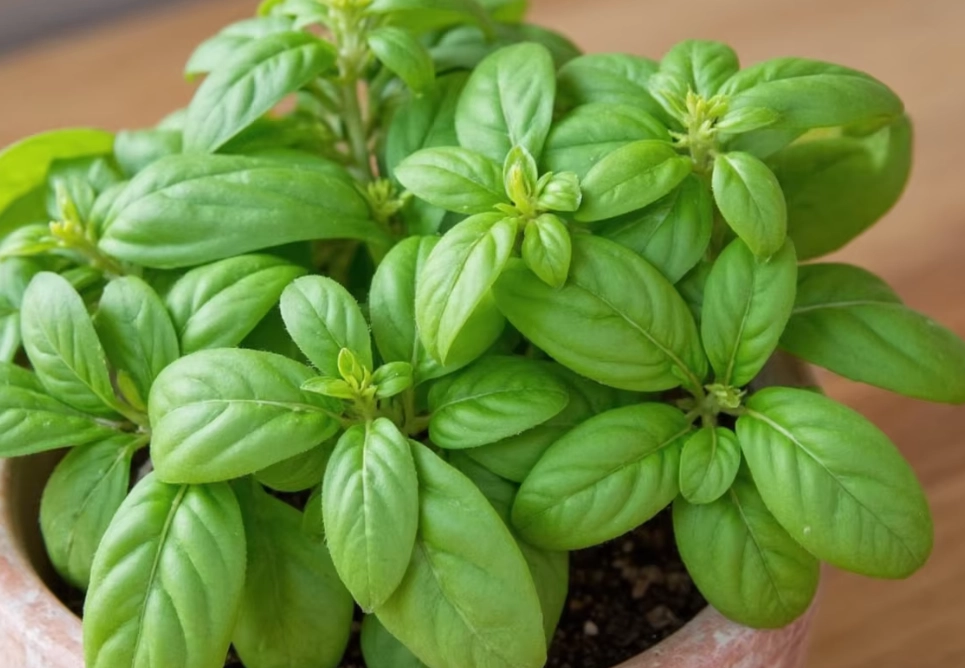 how to grow basil