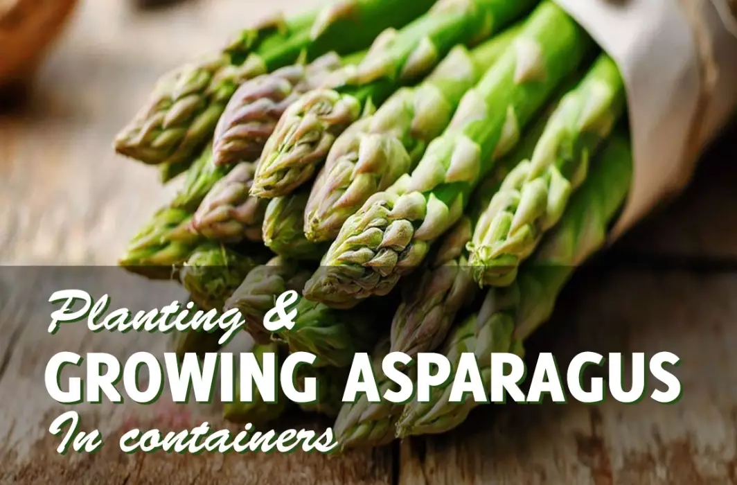 planting asparagus crowns