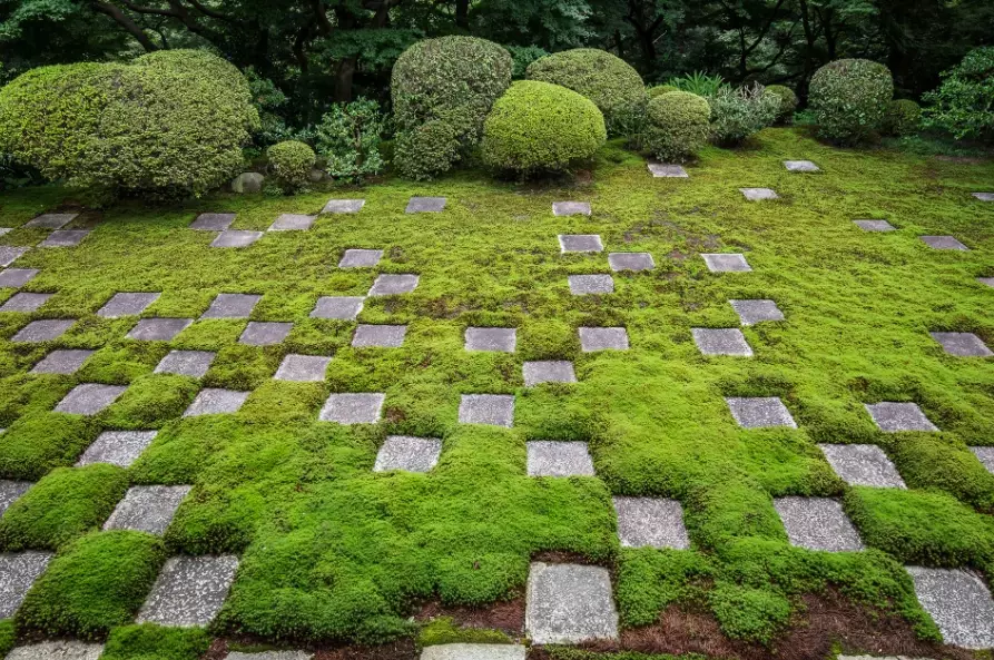 moss gardening ideas