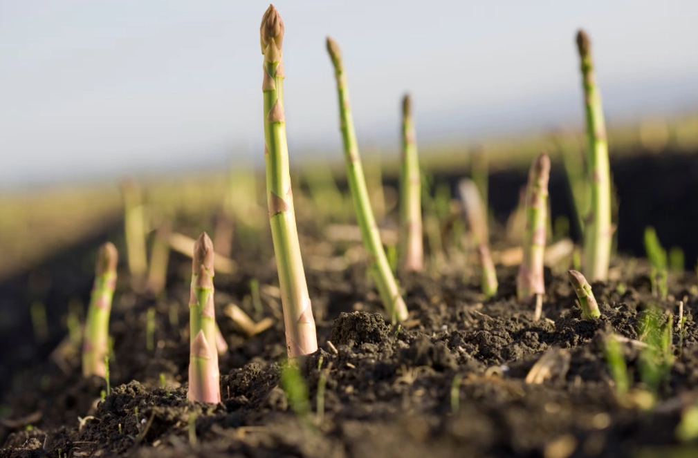 how to grow asparagus how to grow asparagus