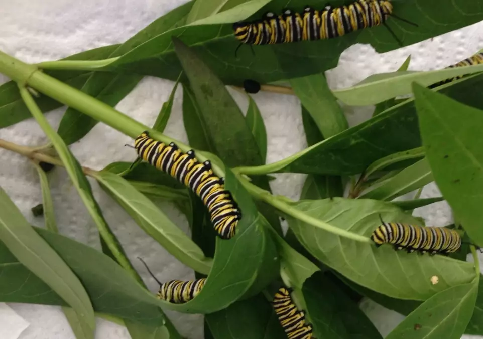 how to grow milkweed