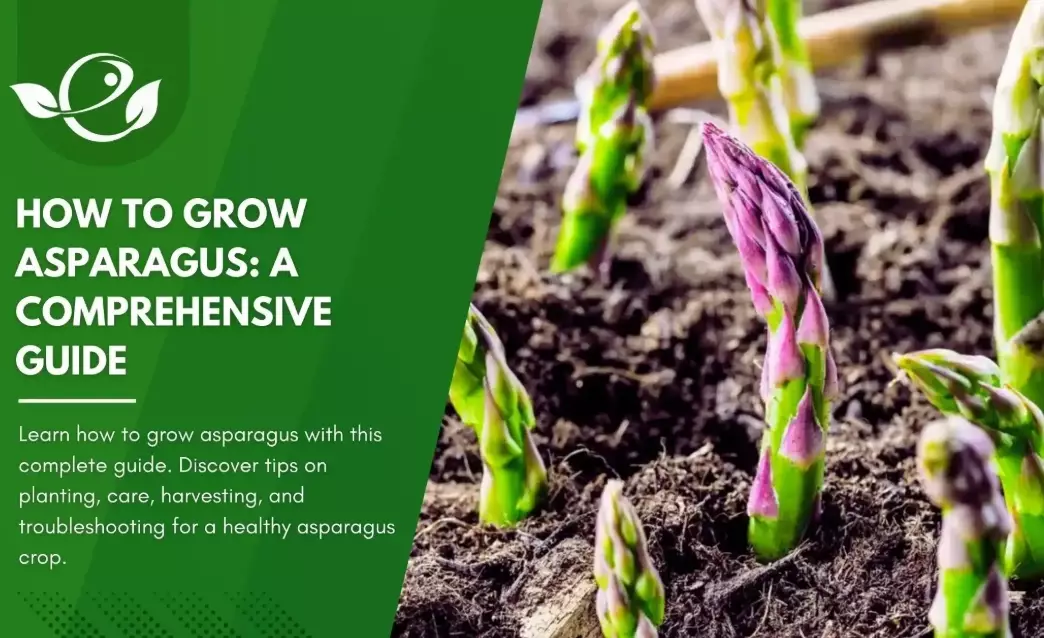 asparagus planting guide asparagus planting guide