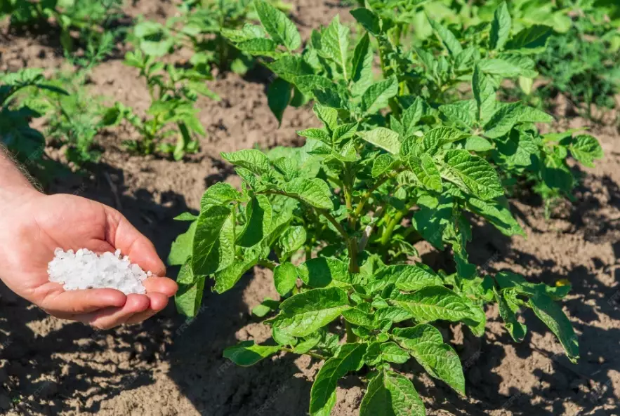 best fertilizer for potatoes best fertilizer for potatoes