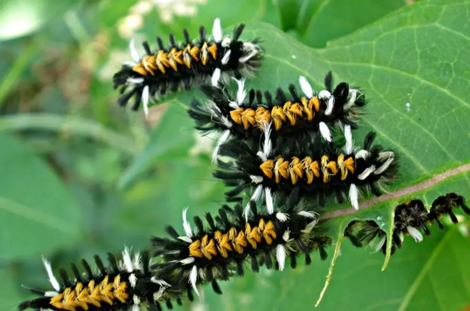 monarch caterpillar care