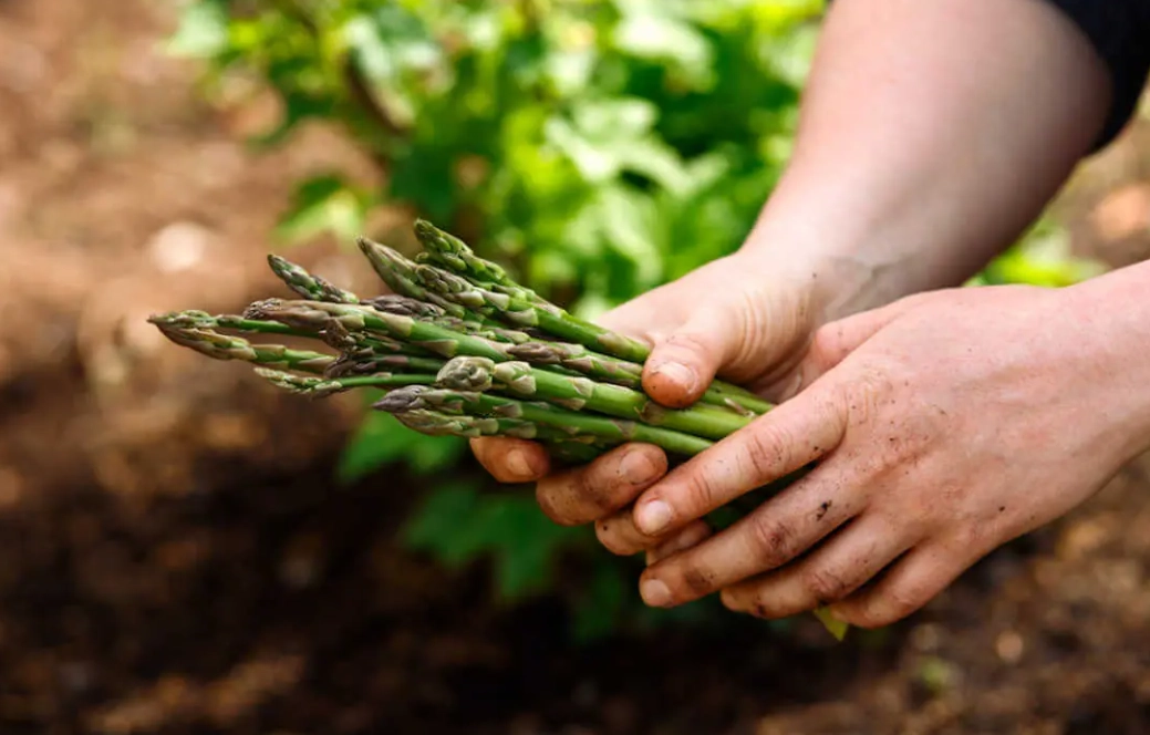 asparagus growing guide