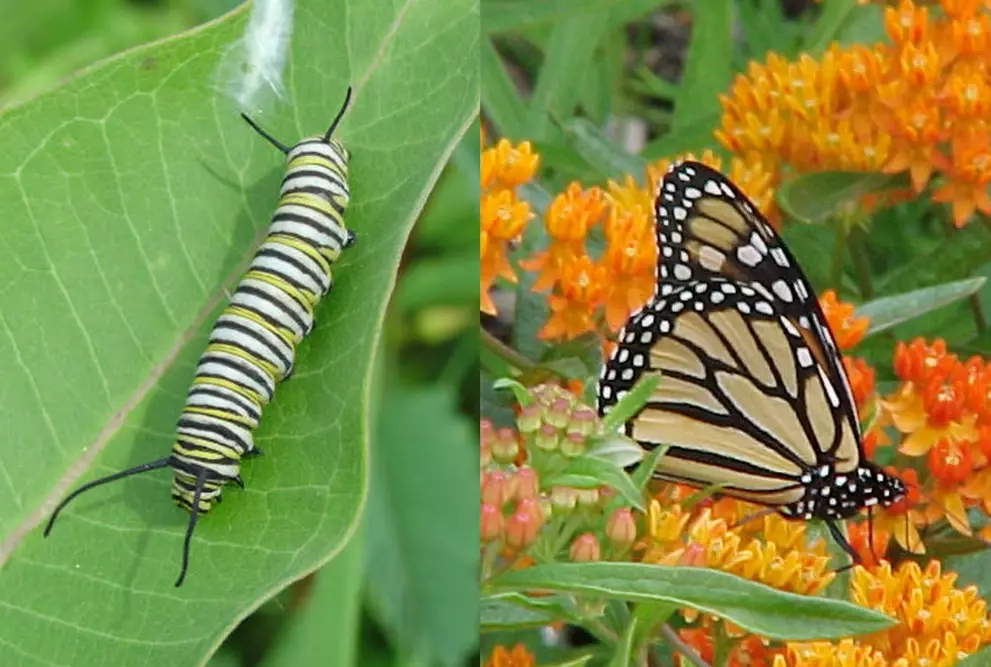 how to grow milkweed