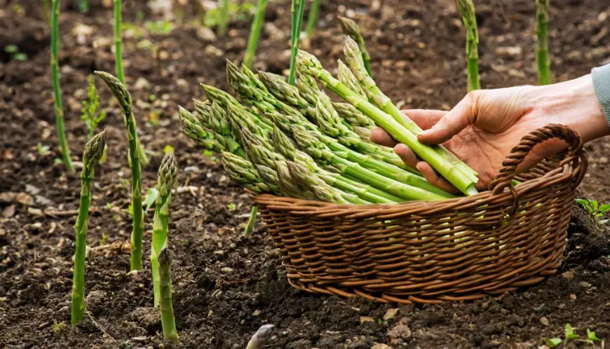 asparagus growing guide