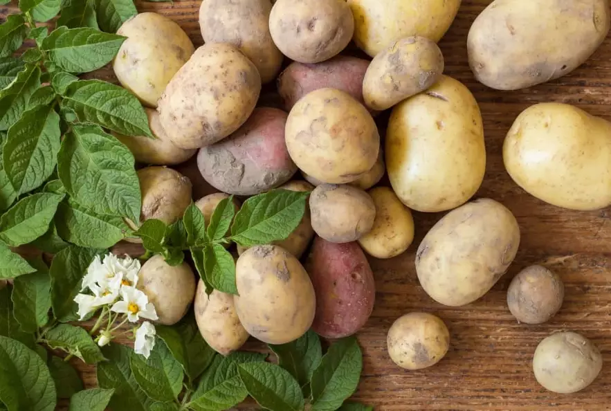 growing potatoes growing potatoes