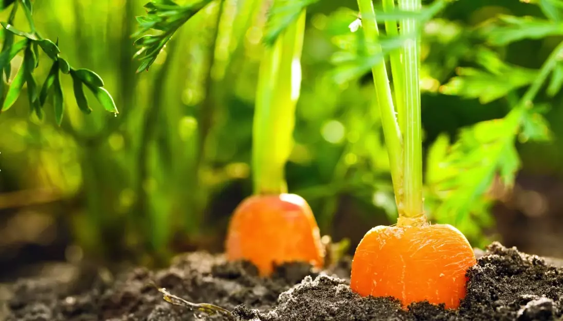 when to plant carrots