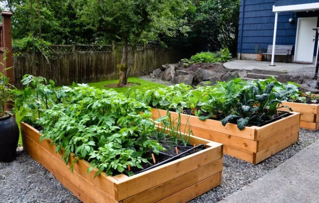 raised veg beds