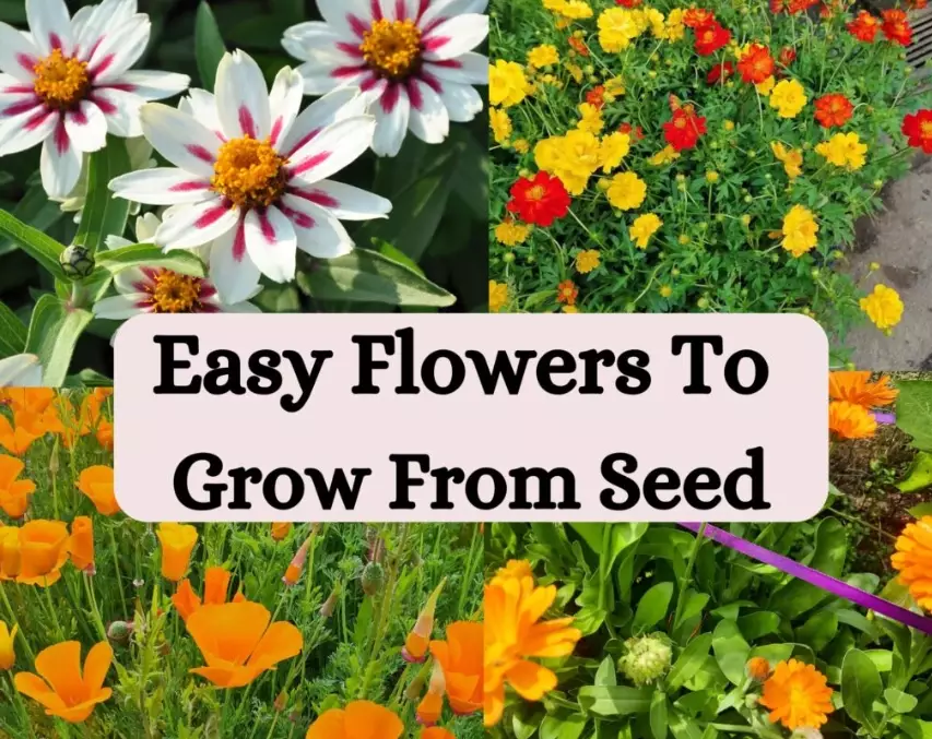 flower gardening tips
