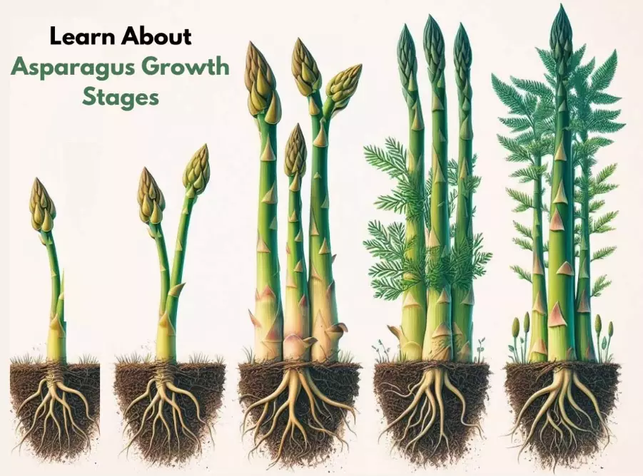 asparagus growing guide