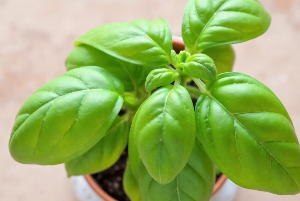 basil plant problems