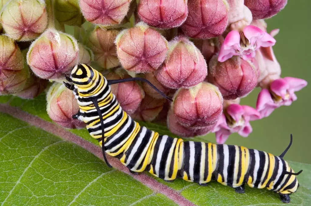 how to grow milkweed