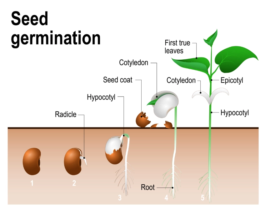 how to test old seeds