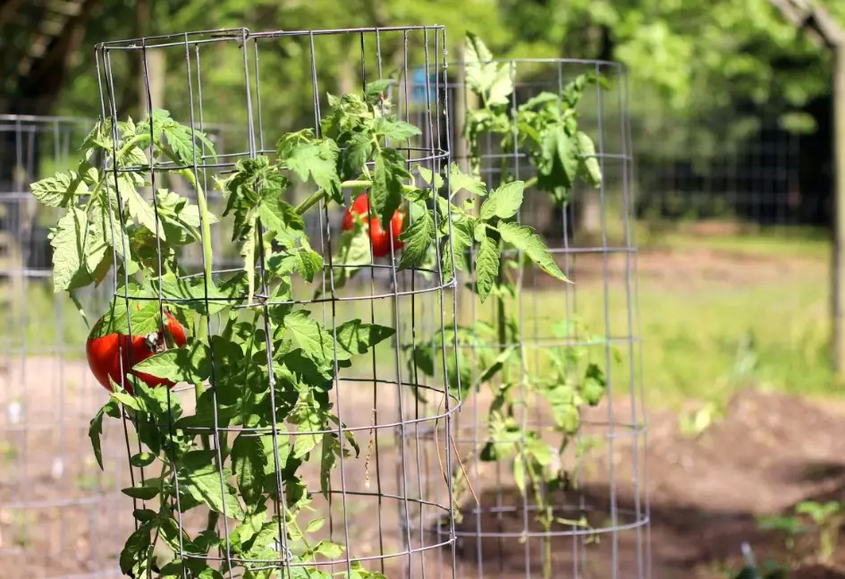 tomato cage