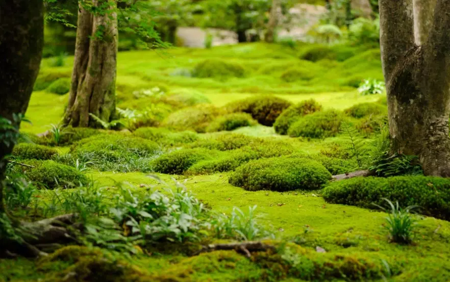 moss gardening ideas