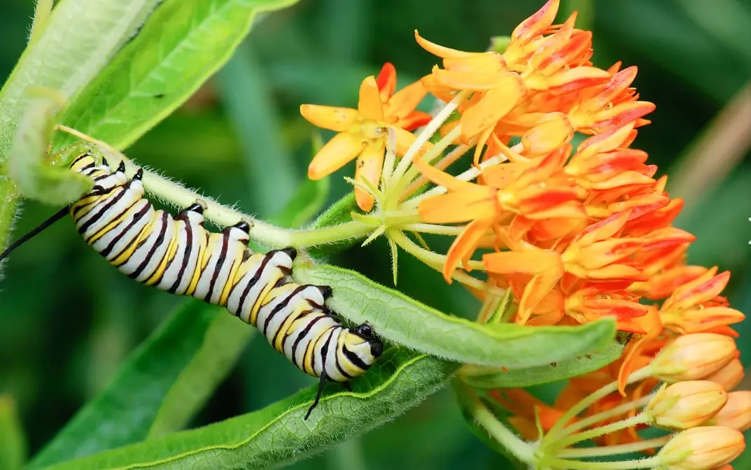 best milkweed for monarchs