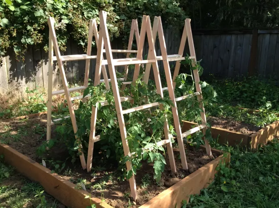 tomato cage