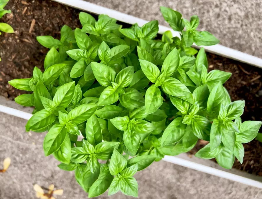 sweet basil care