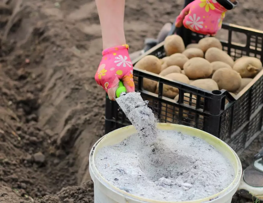 potato fertilizer schedule potato fertilizer schedule