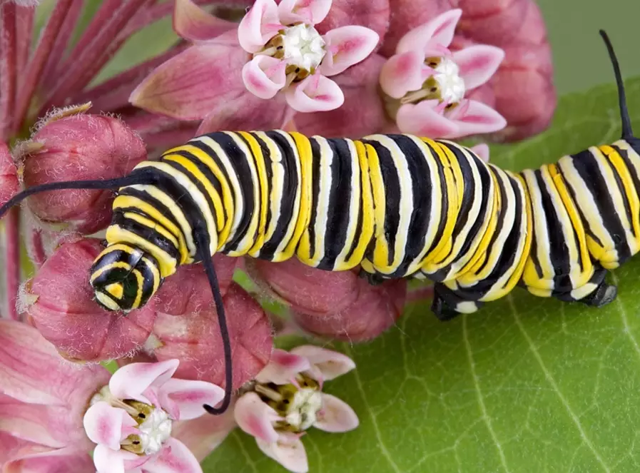 best milkweed for monarchs