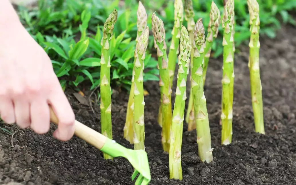 plant asparagus crowns plant asparagus crowns