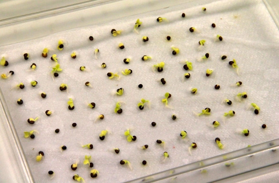 seed germination test