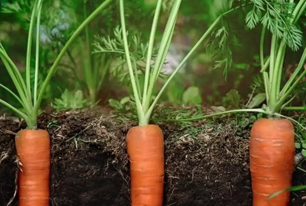 when to plant carrots