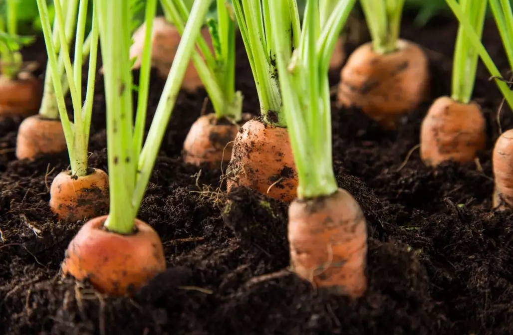 when to plant carrots