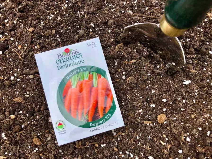 best time to plant carrots