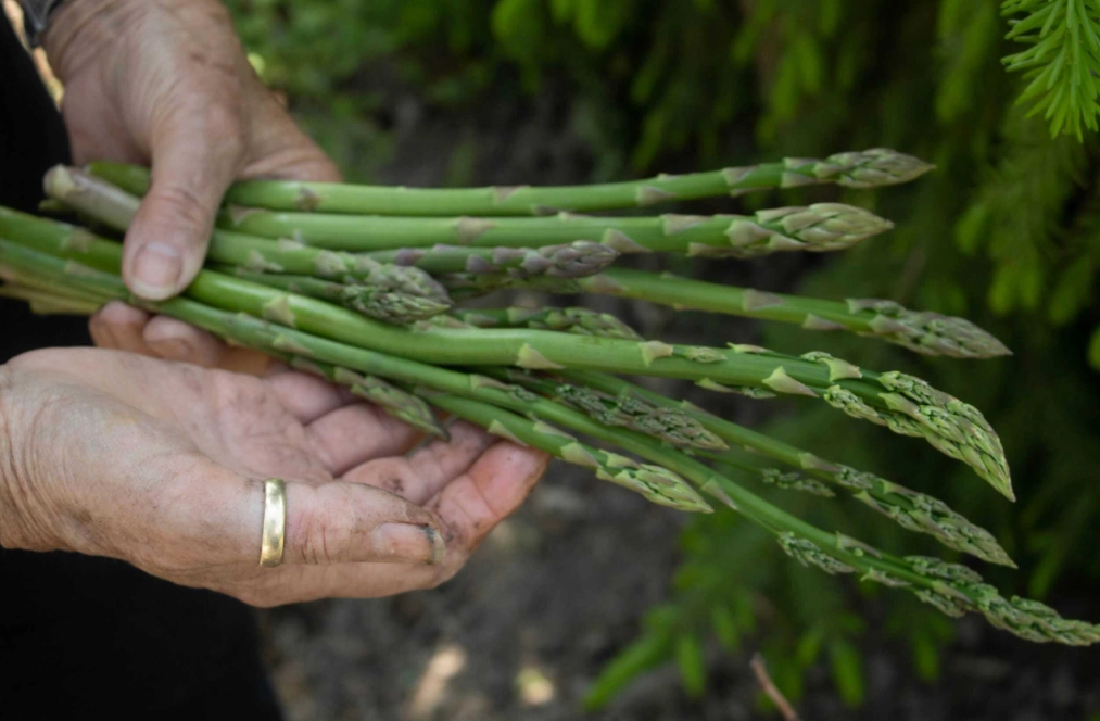 asparagus planting guide asparagus planting guide