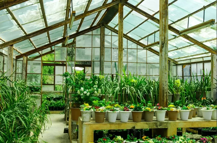 greenhouse gardening for beginners