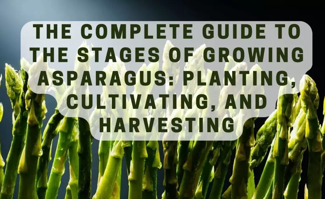 how to grow asparagus how to grow asparagus