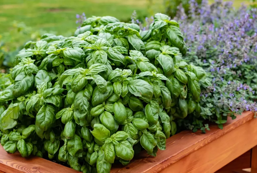 how to grow basil