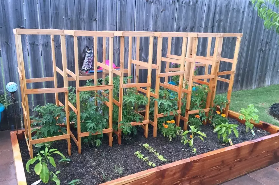 garden tomato stakes