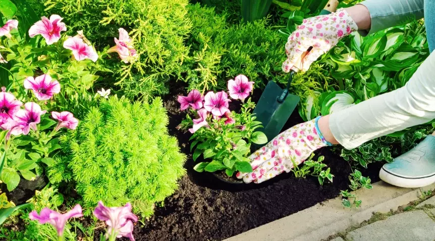 beginner gardening guide
