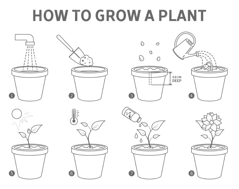 beginner gardening guide
