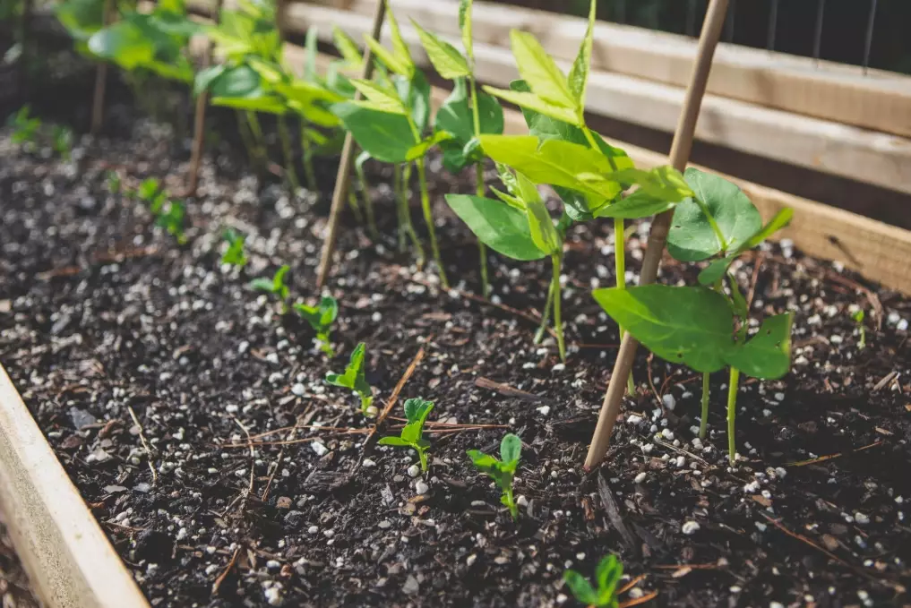 best soil for vegetable garden best soil for vegetable garden