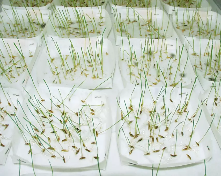 how to test old seeds